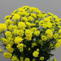 Chrys. tr. Stallion Yellow (Хриз. куст. Сталлион Еллоу) В70