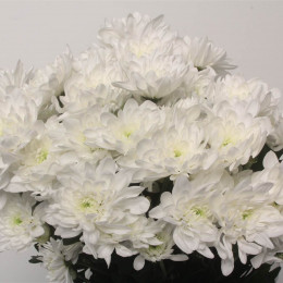 Chrys. tr. pina colada (Хриз куст. пина колада) В70