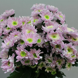 Chrys. tr. Mona Lisa Pink (Хриз куст. Мона Лиза пинк) В70