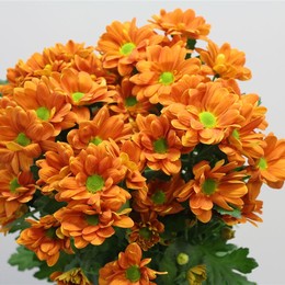 Chrys. tr. Papaya (Хр. куст. Папайя) В70