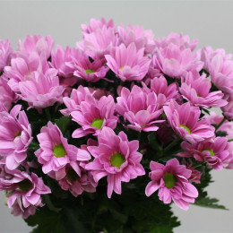 Chrys. tr. Grand Pink (Хриз. куст. Гранд Пинк) В70