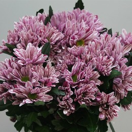 Chrys. tr. Stylist Pink (Хр. куст. Стилист Пинк) В70