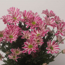 Chrys tr Stripy (Хриз куст Страйпи) В70