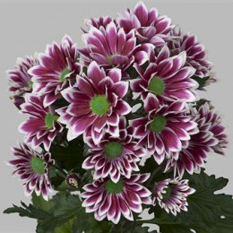 Chrys. tr. Firmenich (Хр. куст. Фирменич) В7070GR