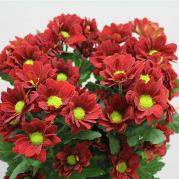Chrys. tr. Redstart (Хр. куст. Редстарт) В7070GR