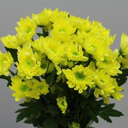 Chrys. tr. Radost Yellow (Хриз. куст. Радост Еллоу) В70