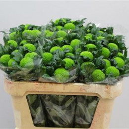 Chrys tr Feelin Green Dark (Хриз куст. Филин Грин Дарк) В70