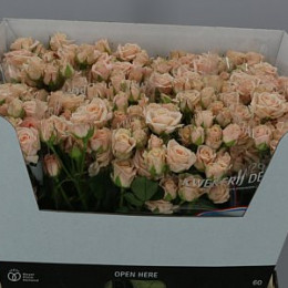 Rosa Spray Jana (Роза Спрей Яна) В60 (Цветы Удмуртии)