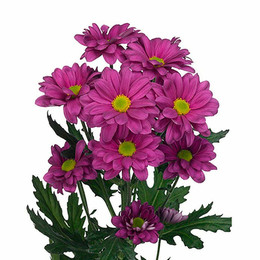 Chrys. tr. Memphis pink (Хризантема Россия, розовая мемфис дарк) В70