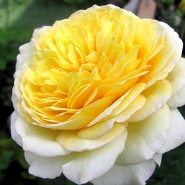 Роза шраб Nelson Monfort (Нельсон Монфор)