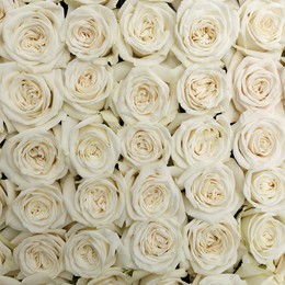Rosa Gr Playa Blanca ( Плая Бланка ) В60 Rosa Prima