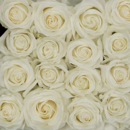 Rosa Gr Polar Star ( Полар Стар ) В60 Rosa Prima