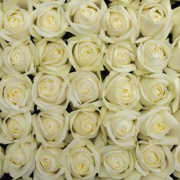 Rosa Gr Polo ( Поло ) В60 Rosa Prima