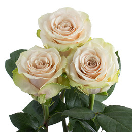 Rosa Gr Pompeii ( Помпени ) В60 Rosa Prima