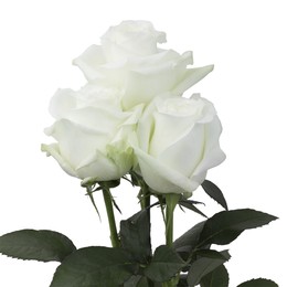 Rosa Gr Proud ( Проуд ) В60 Rosa Prima