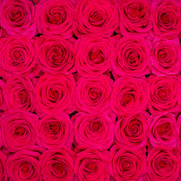 Rosa Gr Queenberry ( Квин Берри ) В60 Rosa Prima