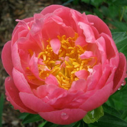 Paeonia Hawaiian Coral (Пион Гаваийн Корал) В60