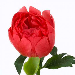 Paeonia Coral Sunset (Пион Корал Сансет) В60