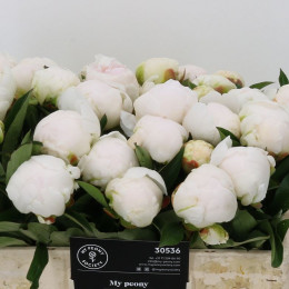 Paeonia Madame Claude Tain (Пион Мадам Клауд Тейн) В40