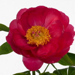Paeonia Cytherea (Пион Цитерия) В55