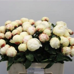Paeonia L Elsa Sass (Пион Эльза Сасс) В50