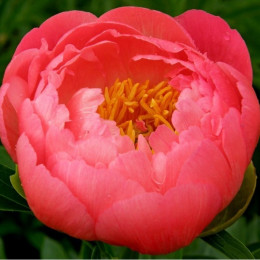 Paeonia Coral Charm (Пион Корал Шарм) В55