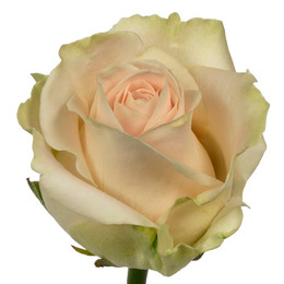 Rosa Gr Avalanche Koene (Роза Гр Аваланж Кайене) В60