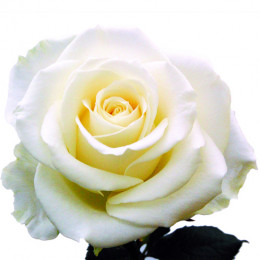 Rosa Gr Avalanche Meijer White (Роза Гр Аваланж Мейер Вайт) В70