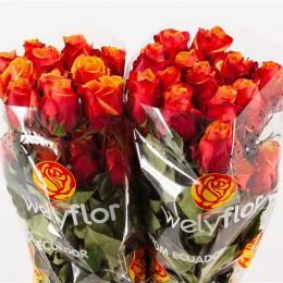 Rosa Gr Eq Cherry Brandy (Роза Гр Экв Черри Бренди) В70