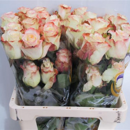 Rosa Gr Eq Aubade (Роза Гр Экв Аубейд) В50