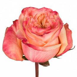 Rosa Gr Eq Bohemia (Роза Гр Экв Богемия) В50