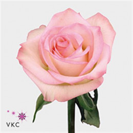Rosa Gr Eq Cezanne (Роза Гр Экв Цезанна) В50