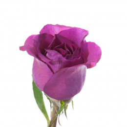Rosa Gr Eq Garden Mammy Blue (Роза Гр Экв Гарден Мамми Блу) В50