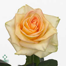 Rosa Gr Yellow Finess (Роза Гр Еллоу Файнесс) В50