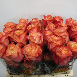 Rosa Gr Eq Lovely Hearts (Роза Гр Экв Лавли Хертс) В50