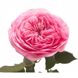 Rosa Gr Eq Garden Maria Teresa (Роза Гр Экв Гарден Мария Тереза) В50
