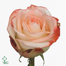 Rosa Gr Farfalla (Роза Гр Фарфалла) В50