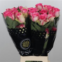 Rosa Gr Eq Malibu (Роза Гр Экв Малибу) В70