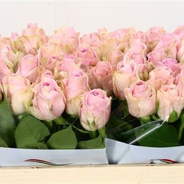 Rosa Gr Heidi (Роза Гр Хайди) В35
