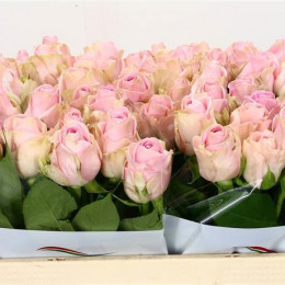Rosa Gr Heidi (Роза Гр Хайди) В50