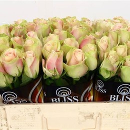 Rosa Gr La Belle (Роза Гр Ла Белль) В70