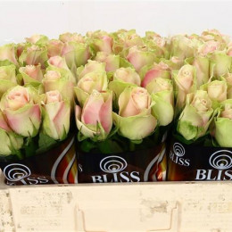 Rosa Gr La Belle (Роза Гр Ла Белль) В60