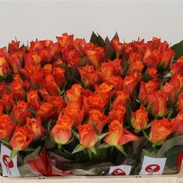 Rosa Gr Mariyo! (Роза Гр Марио!) В70