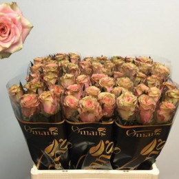 Rosa gr Love Pearl (Роза гр Лав Перл) В60