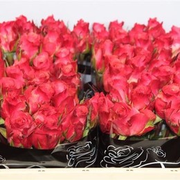 Rosa gr Pink Statue (Роза Гр Пинк Стейт) В70