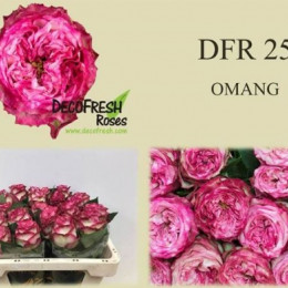 Rosa gr New Sample 25 (Роза Гр Нью Семпл 25) В60