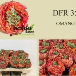 Rosa gr New Sample 35 (Роза Гр Нью Семпл 35) В60
