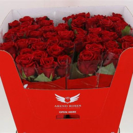 Rosa Gr Red Eagle (Роза Гр Ред Эгл) В50