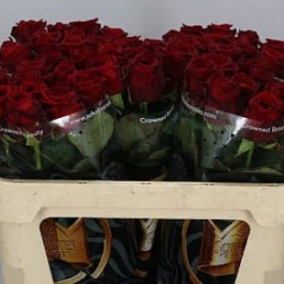Rosa Gr Red Paris (Роза Гр Ред Париж) В60