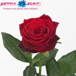 Rosa Gr Red Desire (Роза Гр Ред Дезае) В50